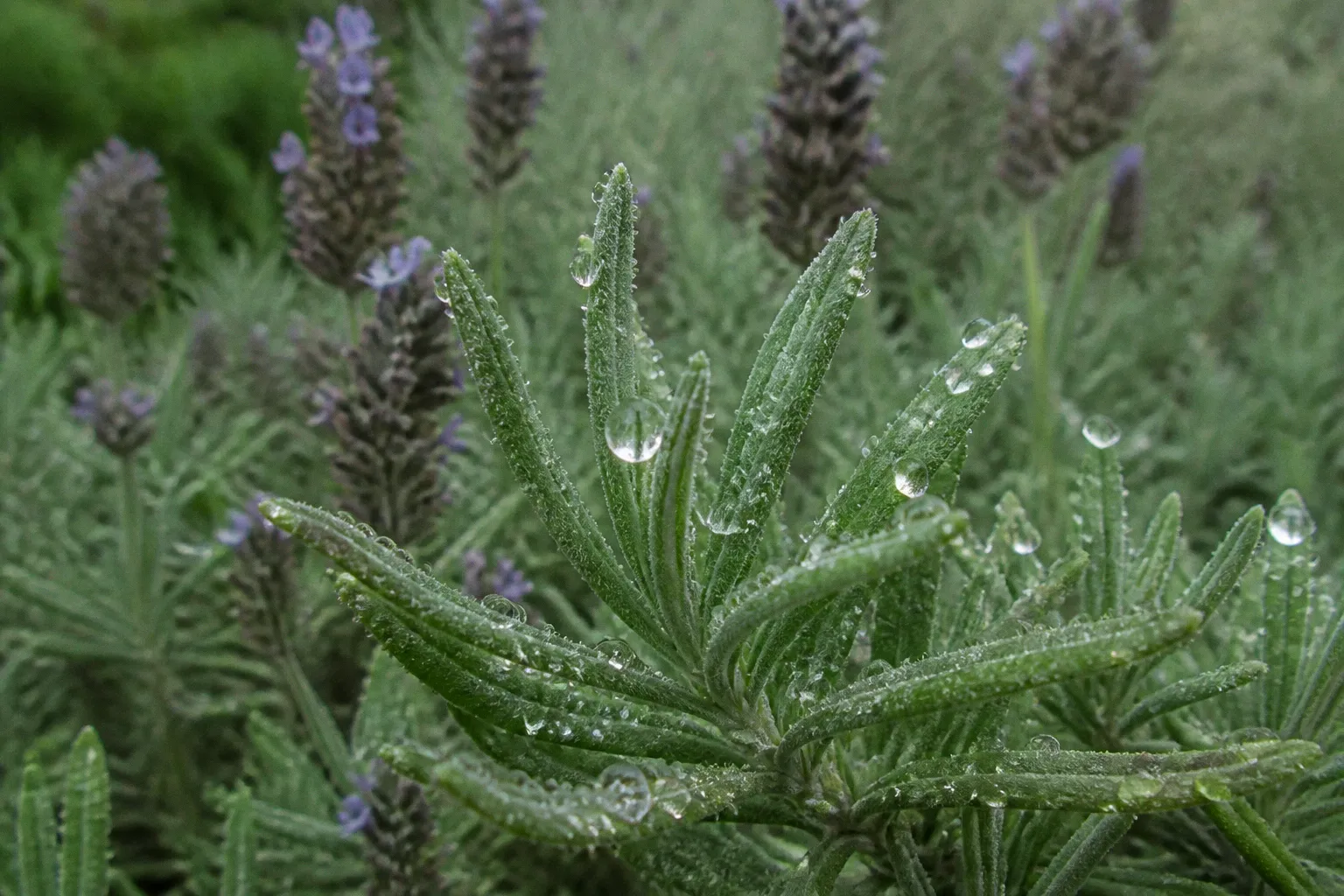 Hydrolats : pourquoi ils remplacent les huiles essentielles